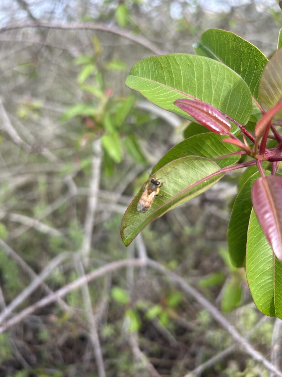 Spondias acida (Dondongan) — photo