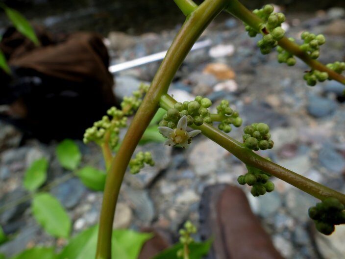 Spondias novoguineensis (Bali) — photo