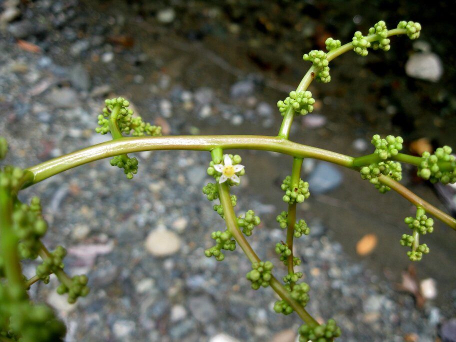 Spondias novoguineensis (Bali) — photo
