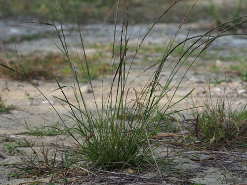 Sporobolus indicus (Smut grass) — photo