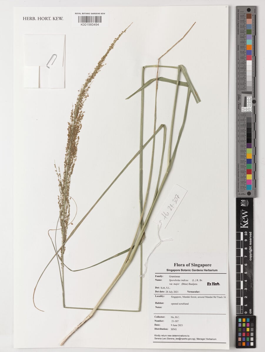 Sporobolus indicus var. major