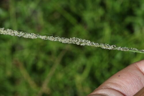 Sporobolus pyramidalis (Rat's tail grass) — photo