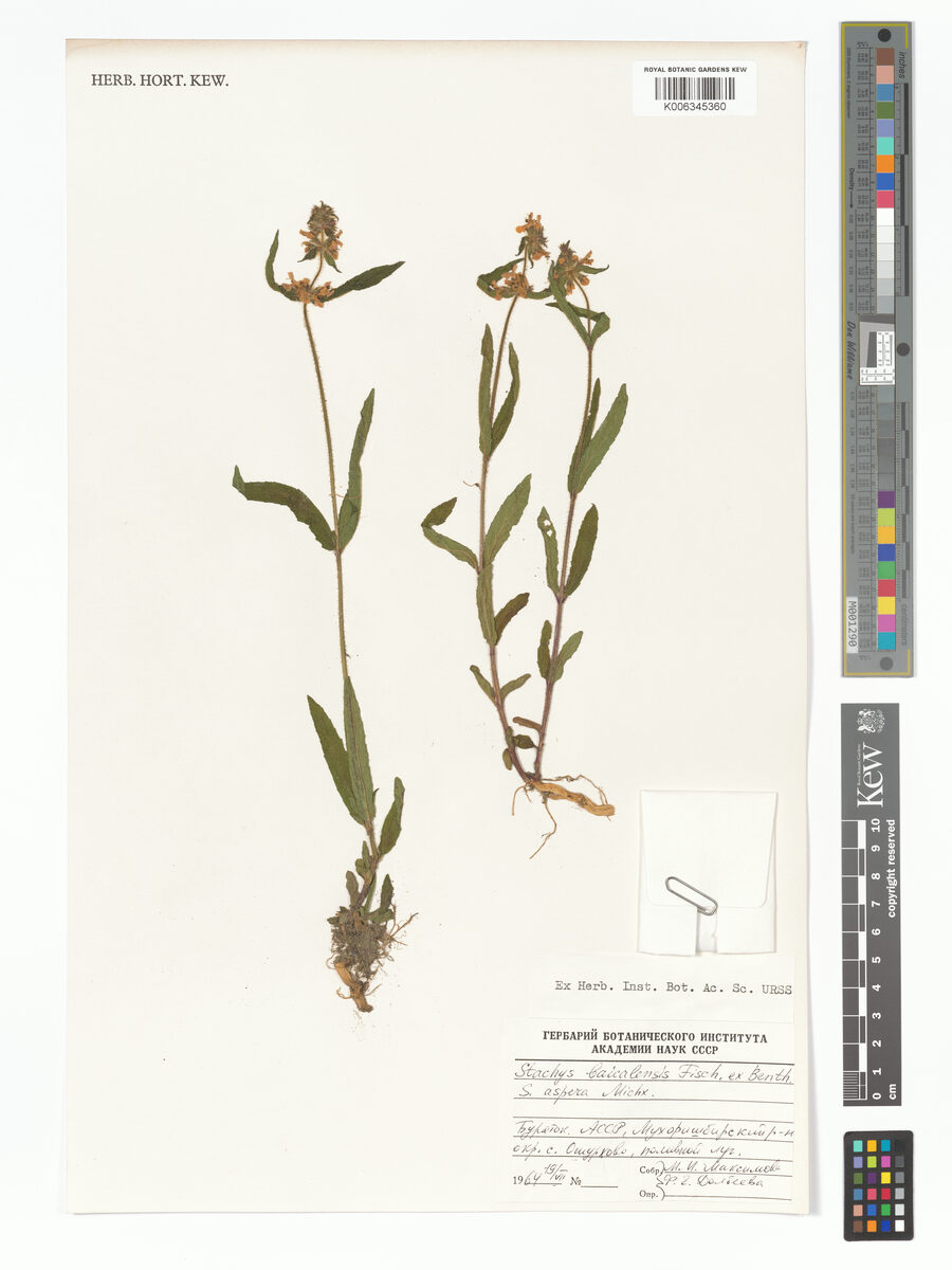 Stachys baicalensis (Mao shui su) — photo