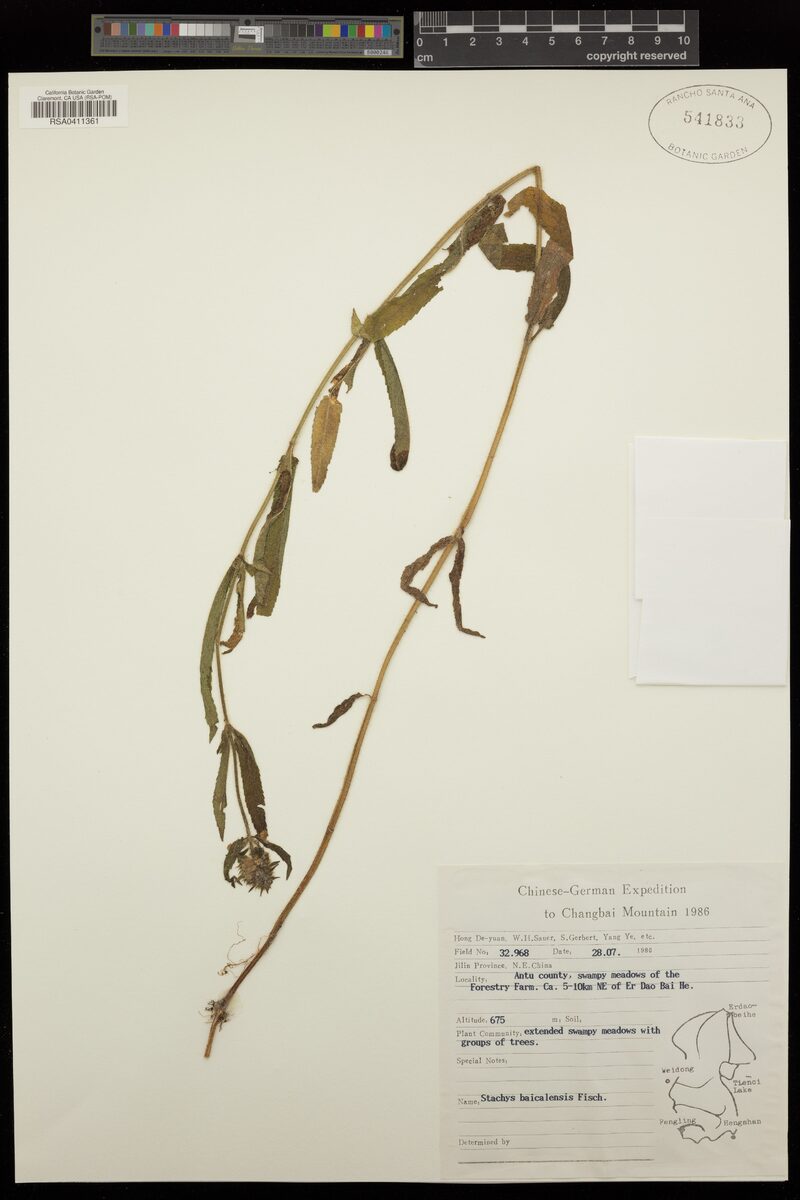 Stachys baicalensis