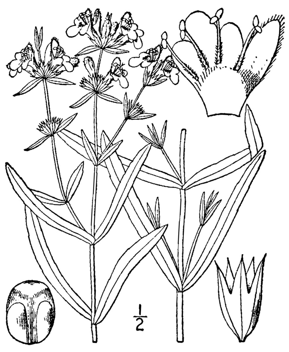 Stachys hyssopifolia (Hyssop hedge-nettle) — photo