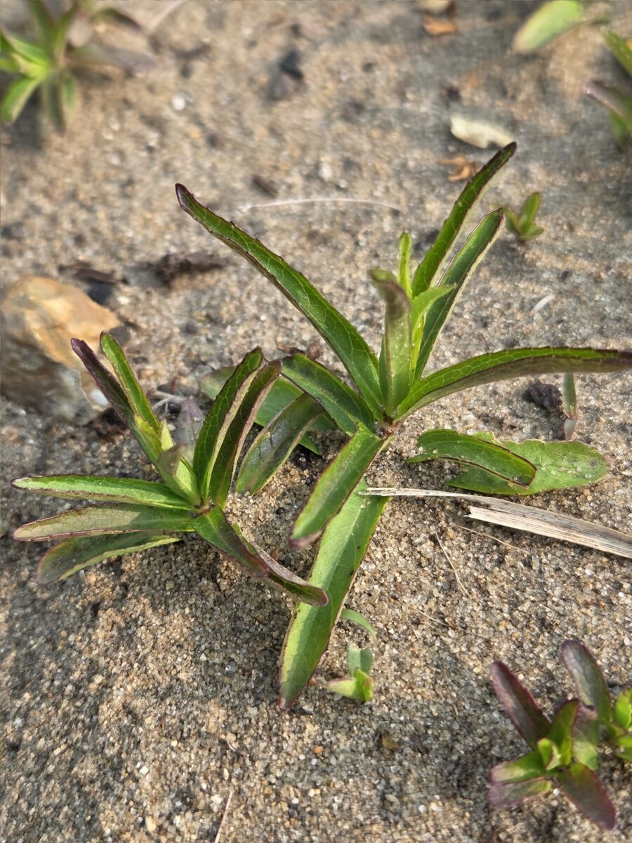 Stachys hyssopifolia (Hyssop hedge-nettle) — photo