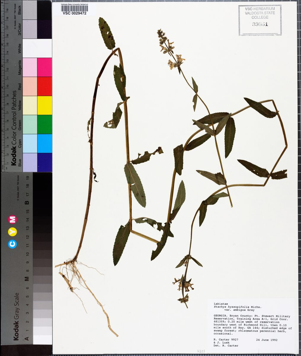 Stachys hyssopifolia ambigua (hyssopleaf hedgenettle) — photo