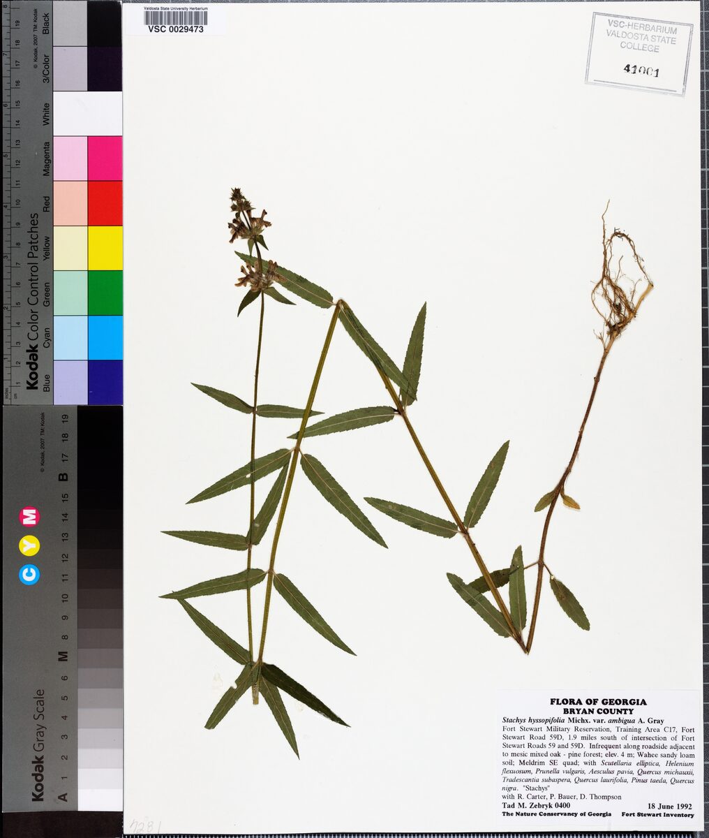 Stachys hyssopifolia ambigua (hyssopleaf hedgenettle) — photo