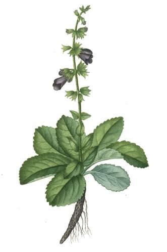Stachys hyssopifolia