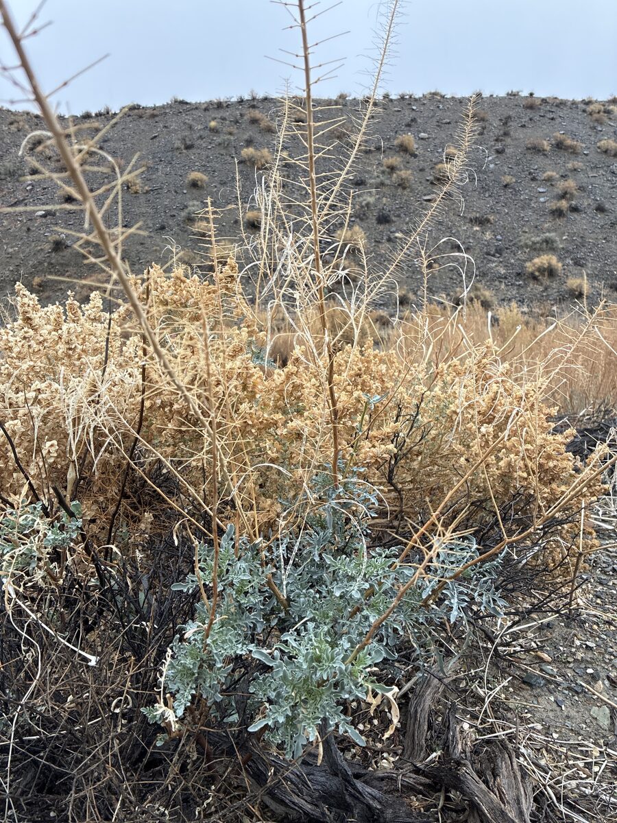 Stanleya pinnata - (Pursh.)Britton.