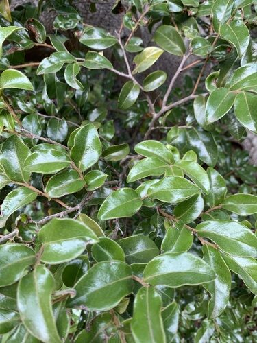 Staphylea bumalda (Bladder Nut) — photo