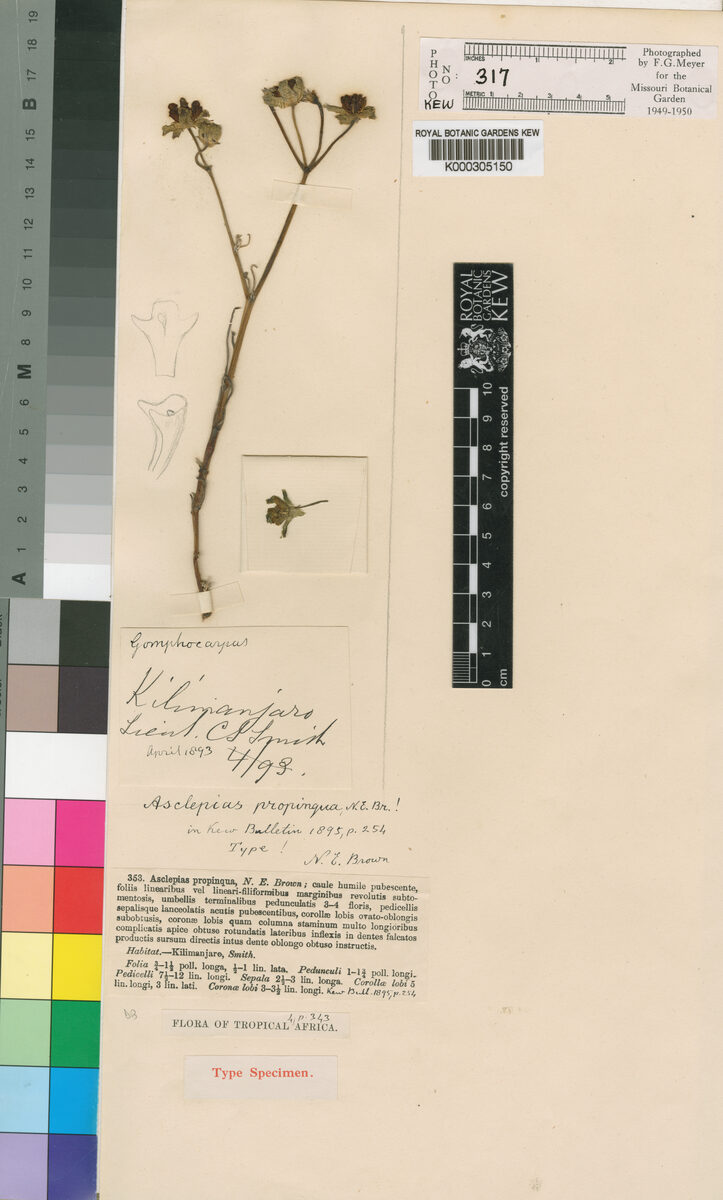 Stathmostelma propinquum