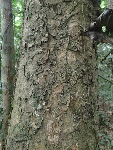 Staudtia kamerunensis var. gabonensis — photo