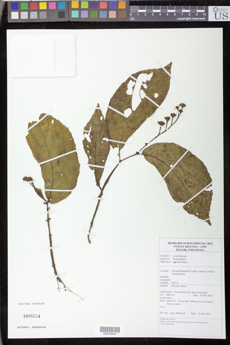 Stauranthera coerulea — photo