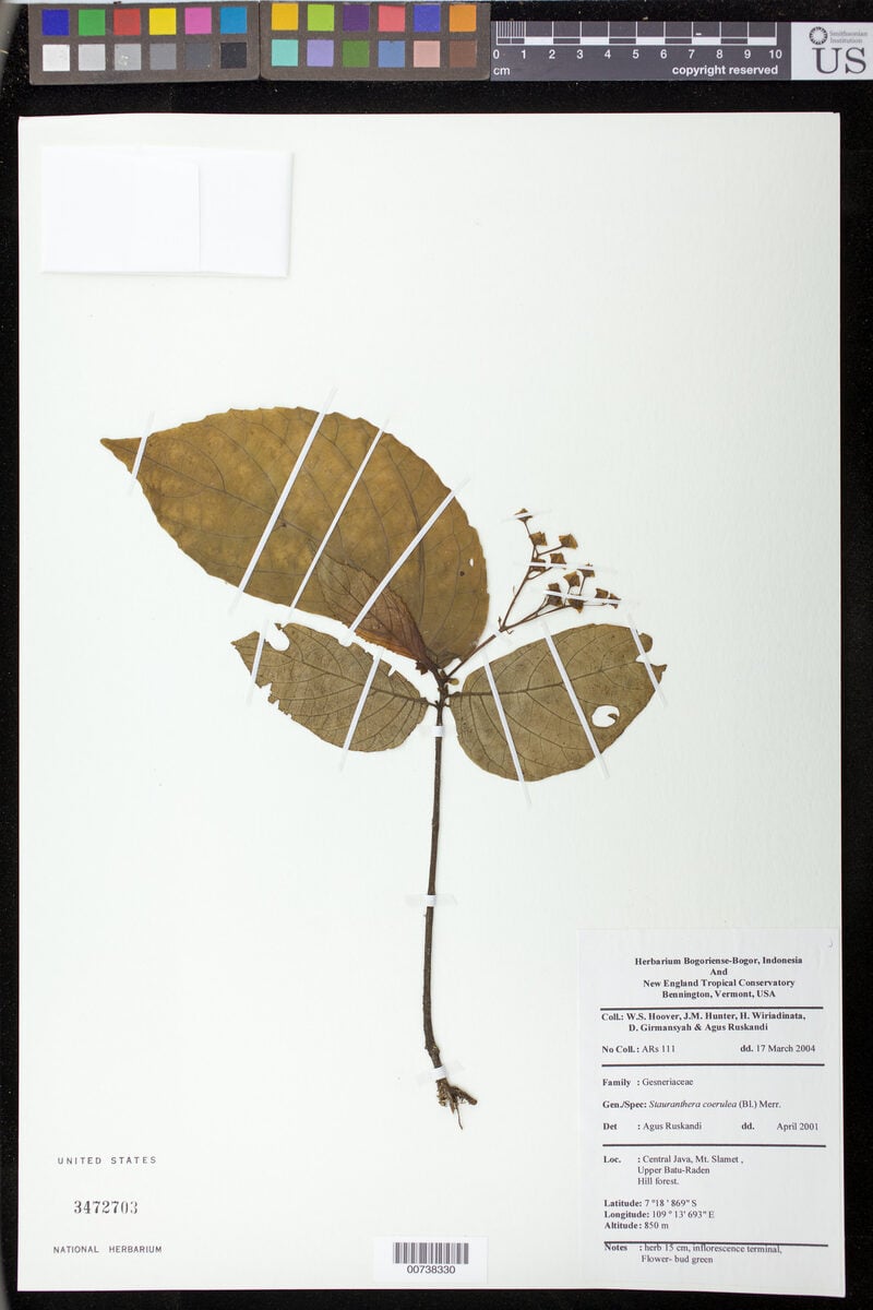 Stauranthera coerulea — photo