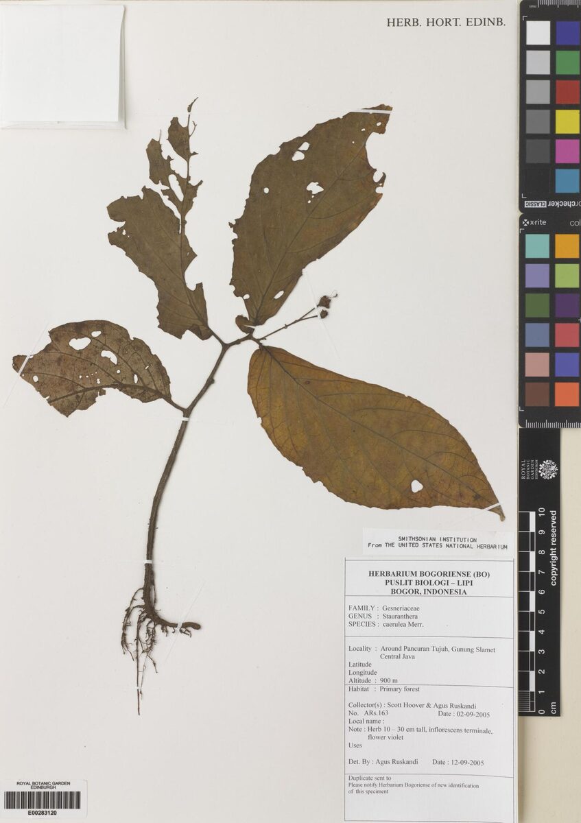 Stauranthera coerulea