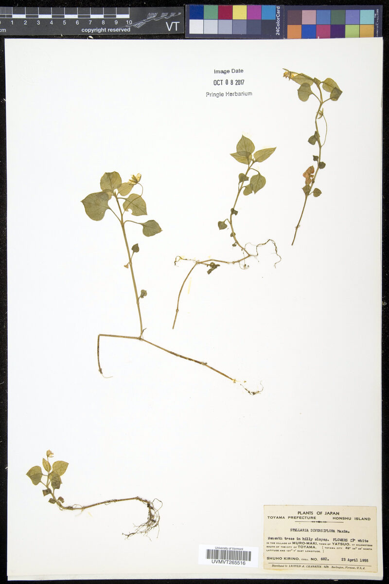 Stellaria diversiflora — photo
