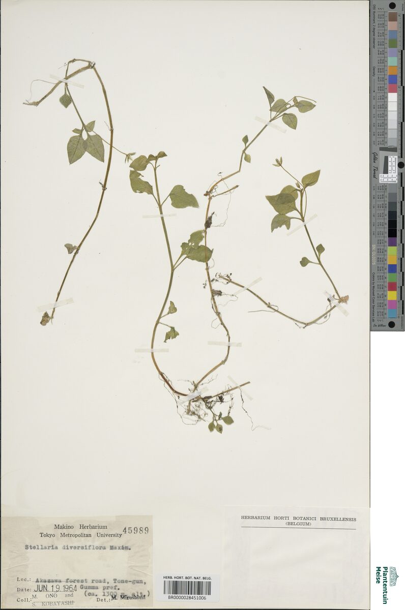 Stellaria diversiflora