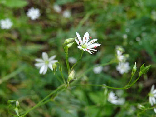 Stellaria graminea (Lesser stitchwort) — photo