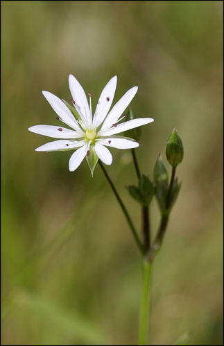 Stellaria graminea (Lesser stitchwort) — photo