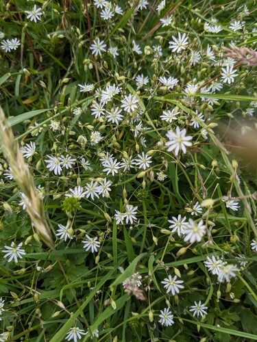 Stellaria graminea
