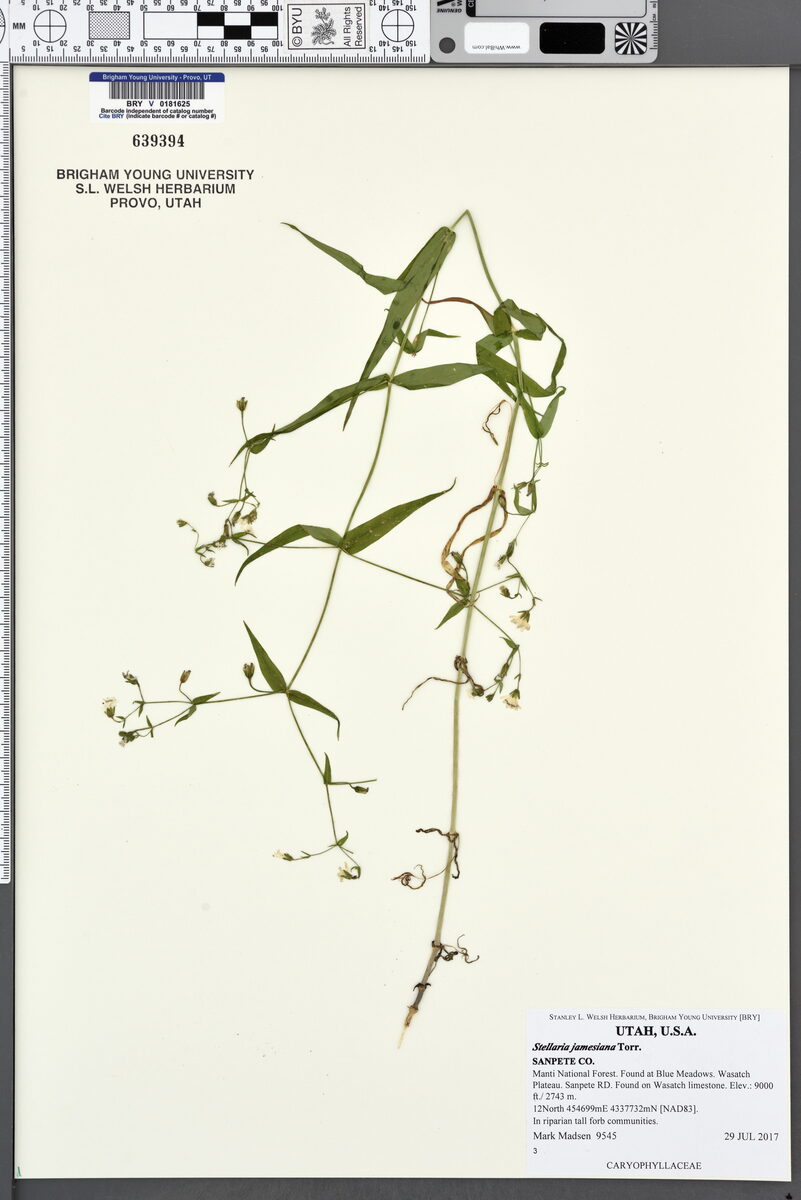 Stellaria jamesiana