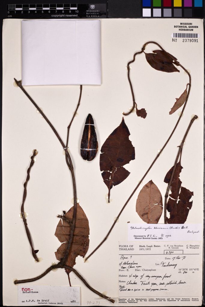 Stelmacrypton khasianum — photo