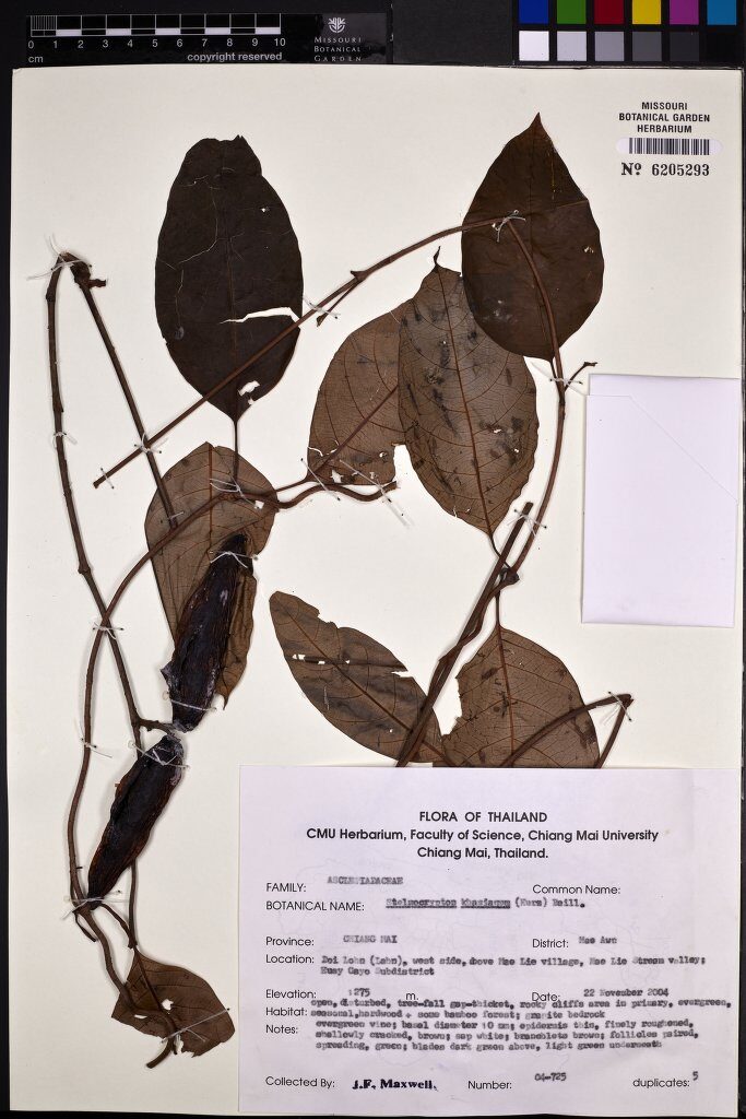 Stelmacrypton khasianum