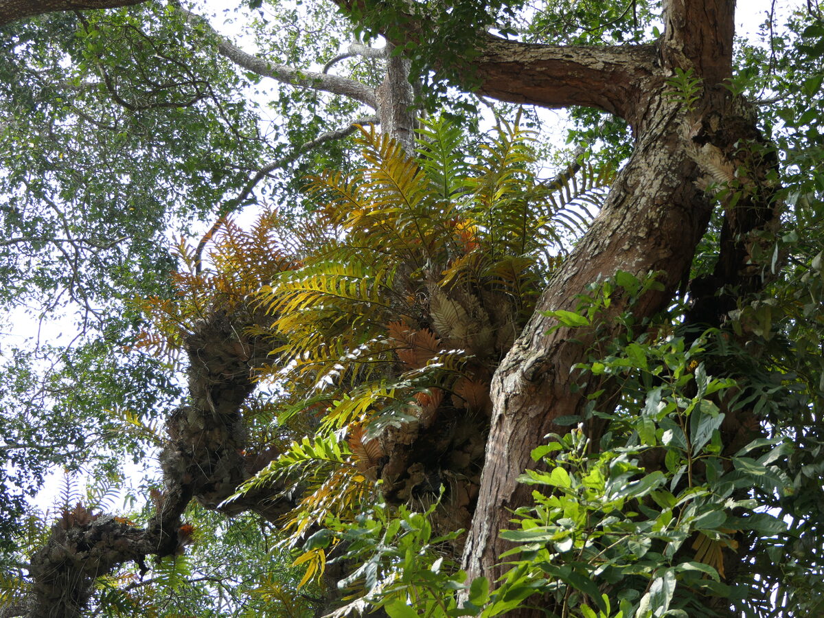 Stenochlaena areolaris