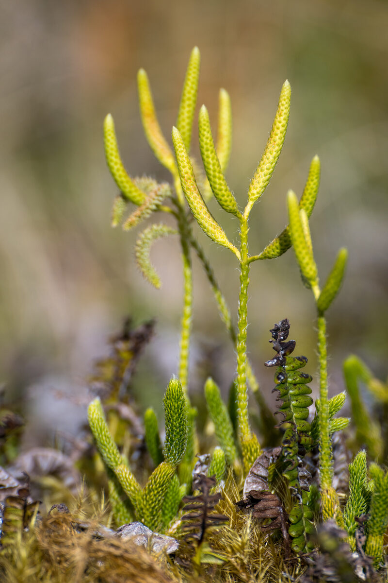 Stenochlaena areolaris (Fern) — photo