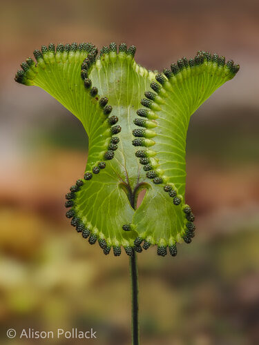 Stenochlaena milnei