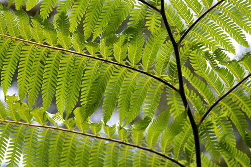 Stenochlaena milnei (Fern) — photo