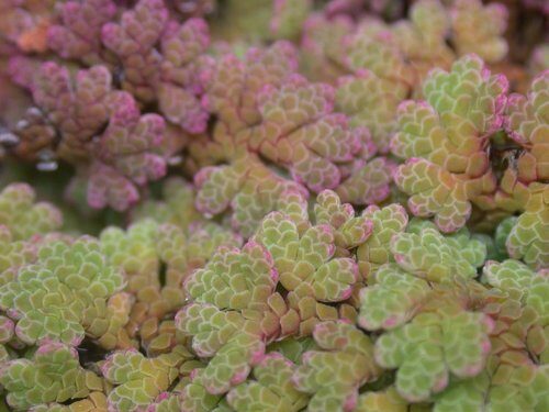 Stenochlaena milnei (Fern) — photo