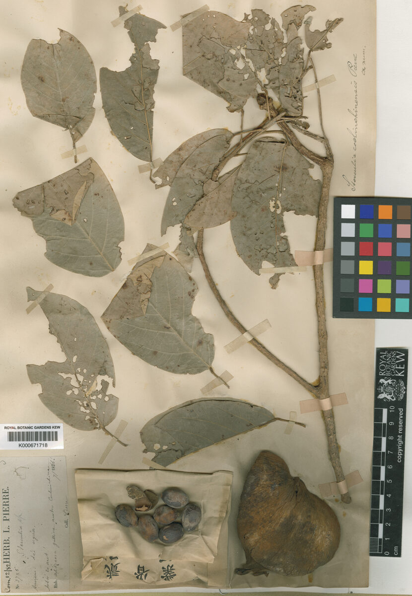 Sterculia cochinchinensis (Trom nam bo) — photo