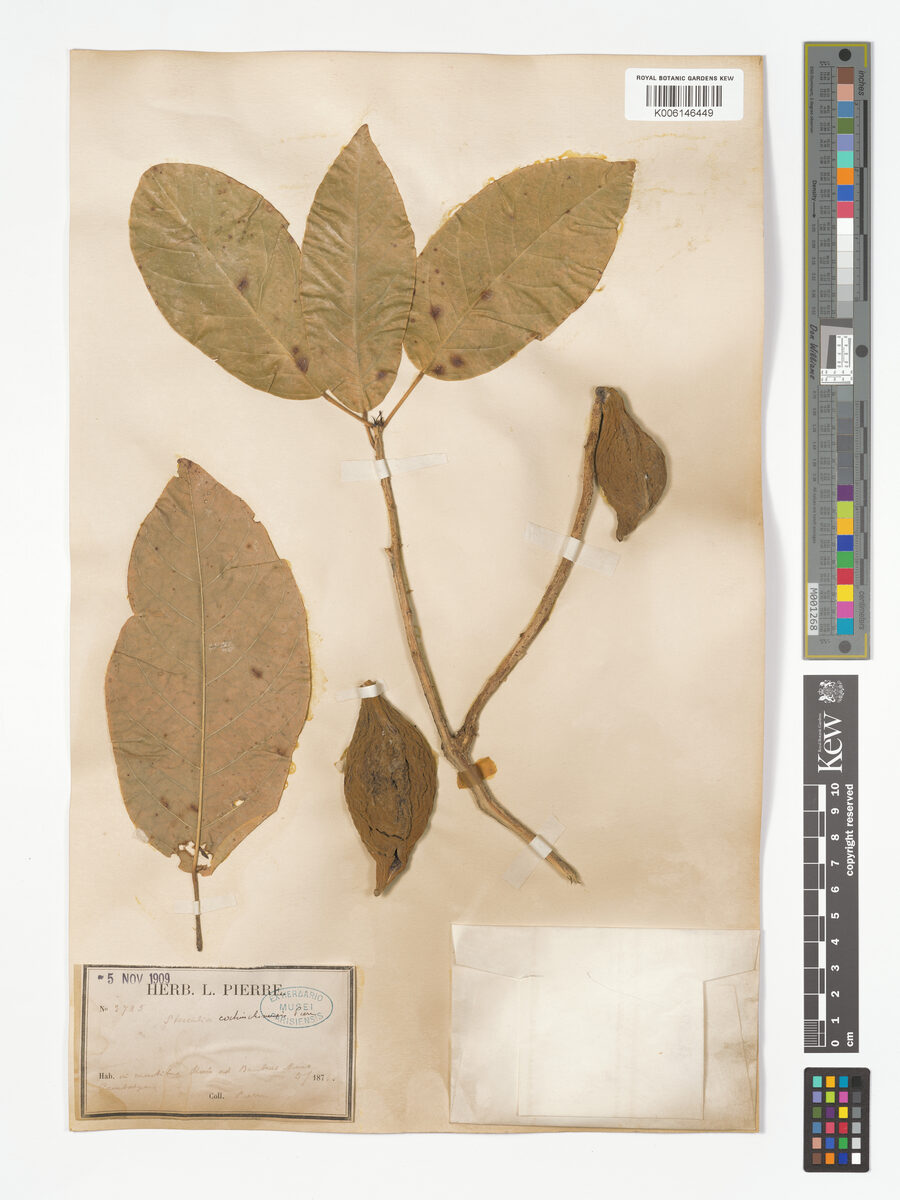 Sterculia cochinchinensis