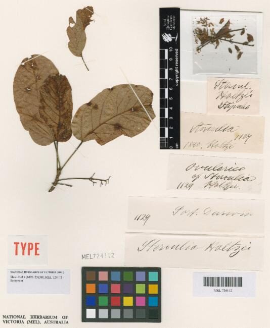 Sterculia holtzei