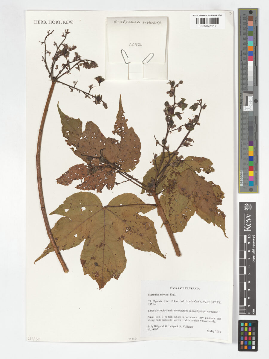 Sterculia mhosya