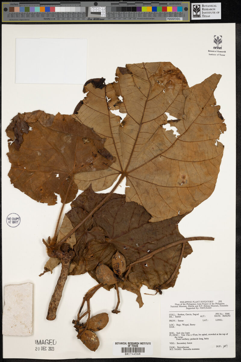 Sterculia montana — photo