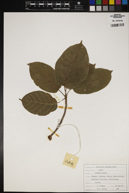 Sterculia montana — photo