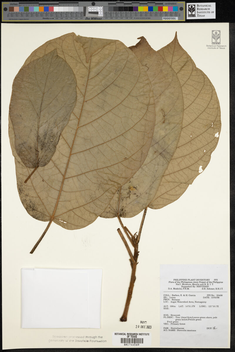 Sterculia montana
