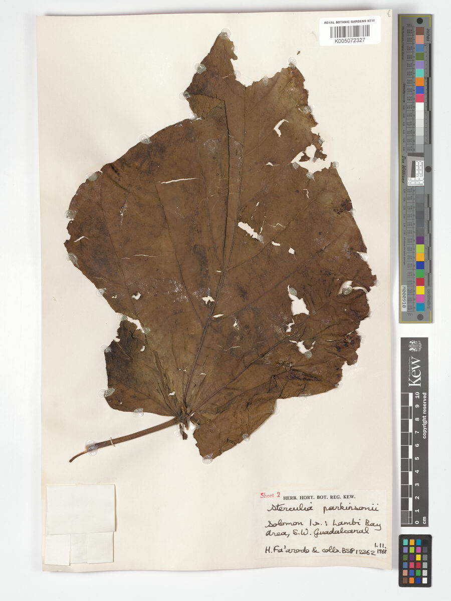 Sterculia parkinsonii (Gwa'u) — photo