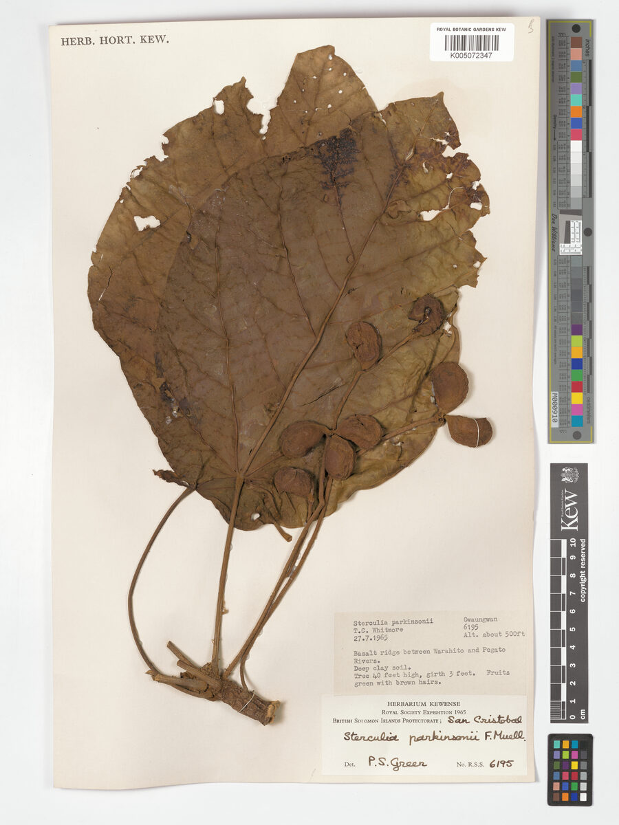 Sterculia parkinsonii (Gwa'u) — photo