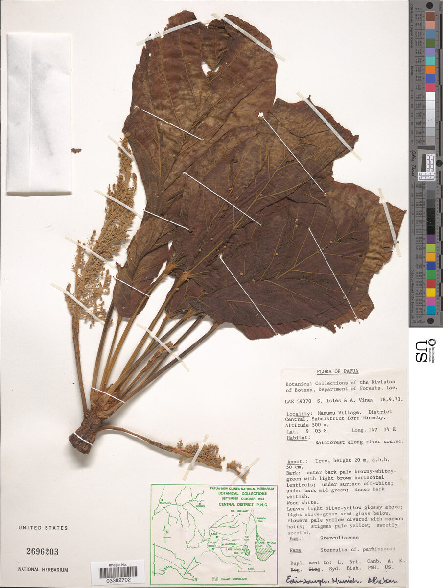 Sterculia parkinsonii