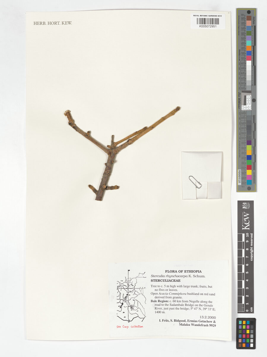 Sterculia rhynchocarpa — photo