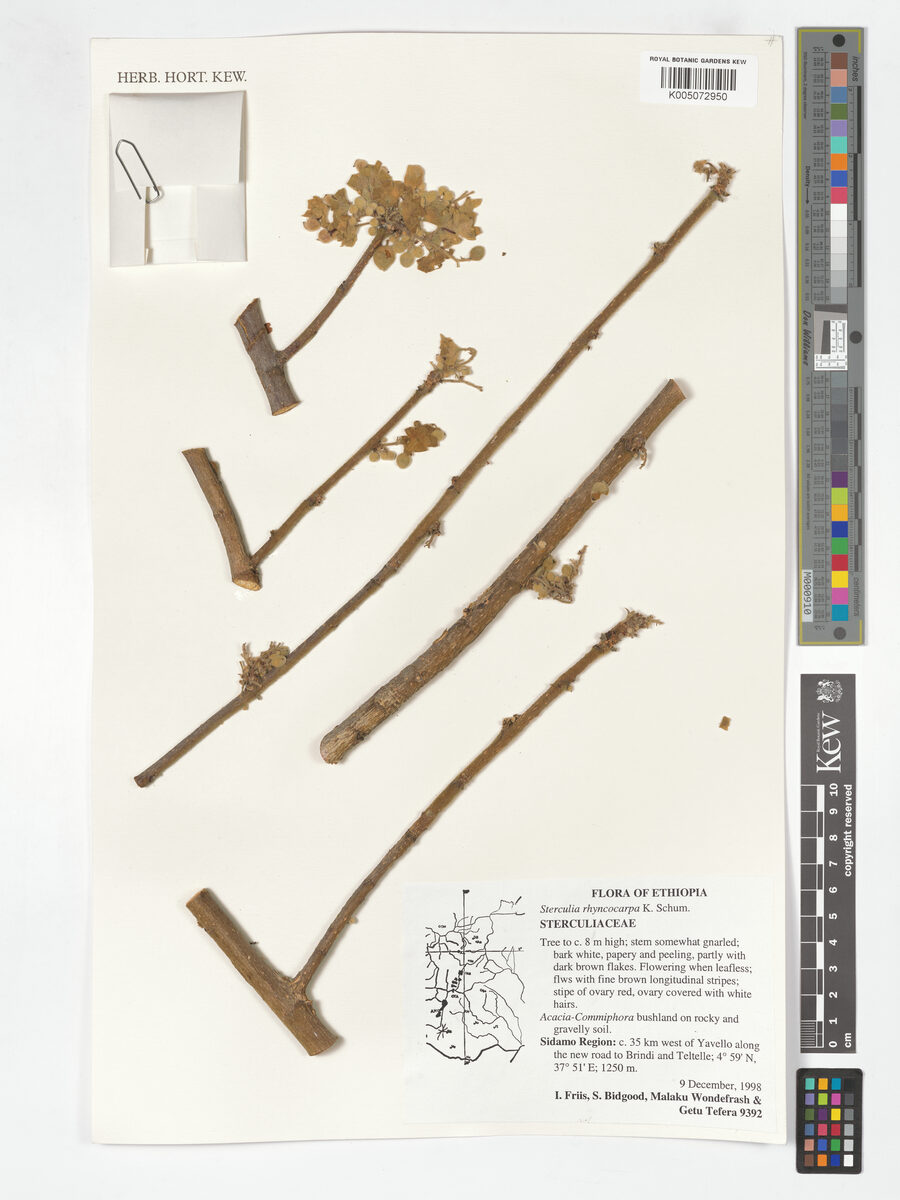 Sterculia rhynchocarpa — photo
