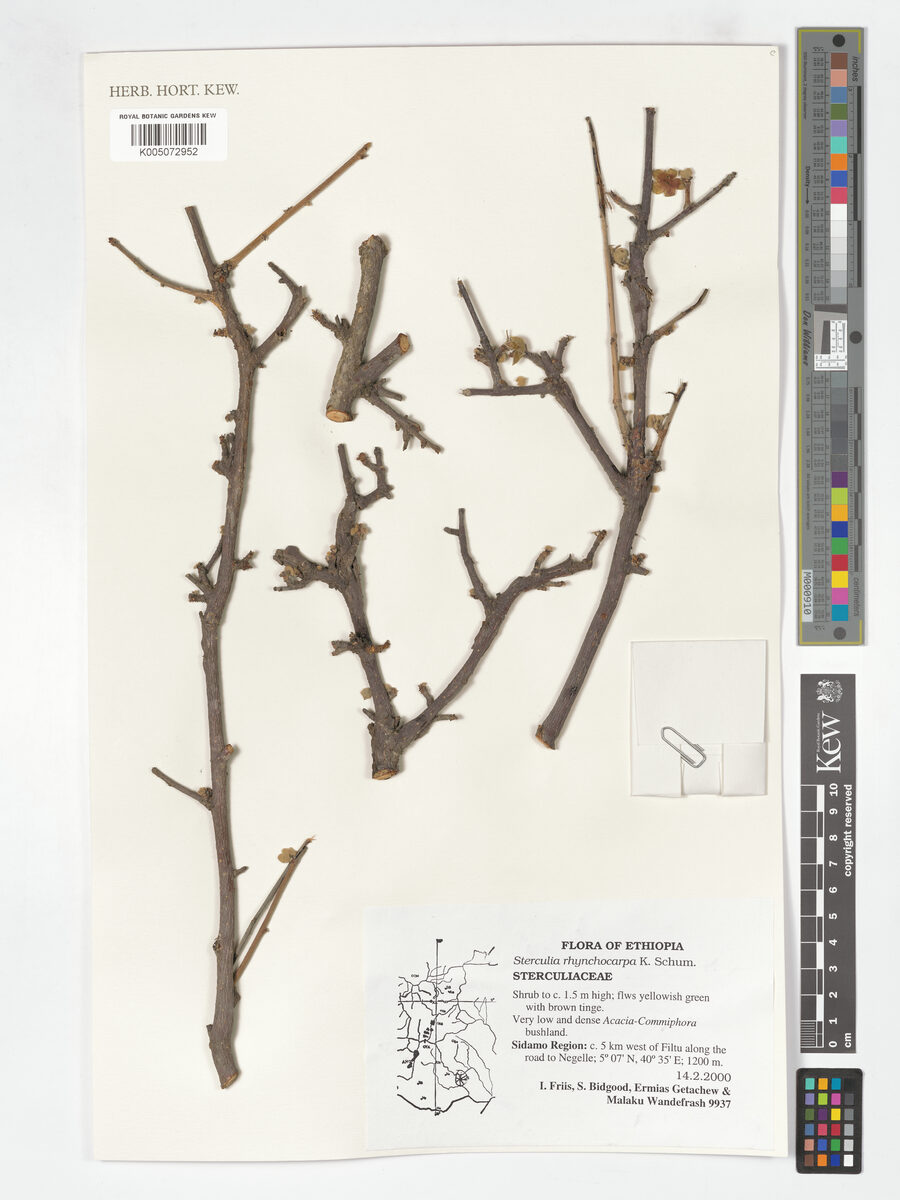 Sterculia rhynchocarpa