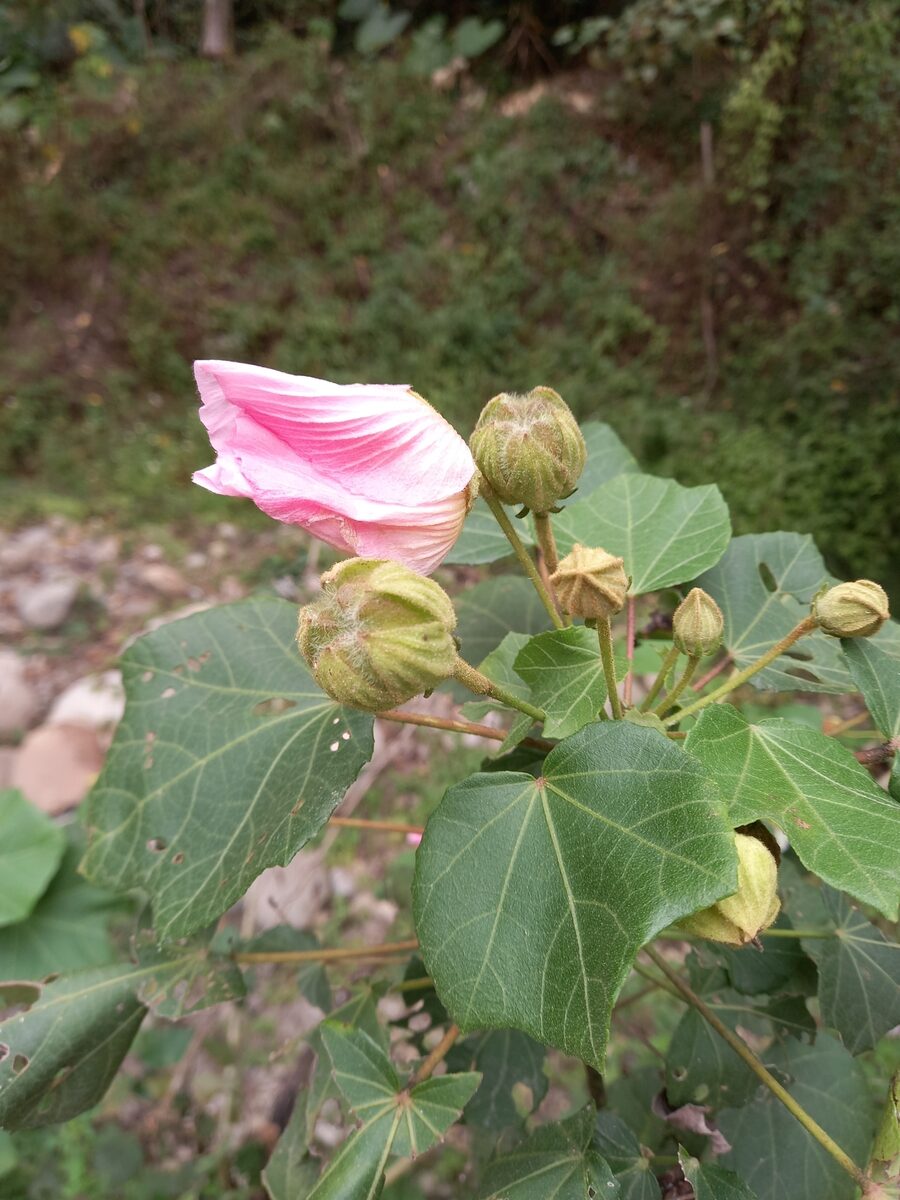 Sterculia schumanniana
