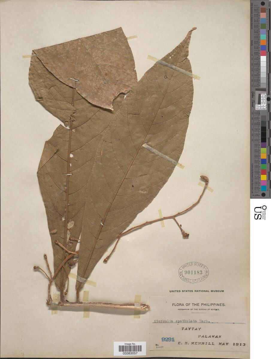 Sterculia spatulata — photo