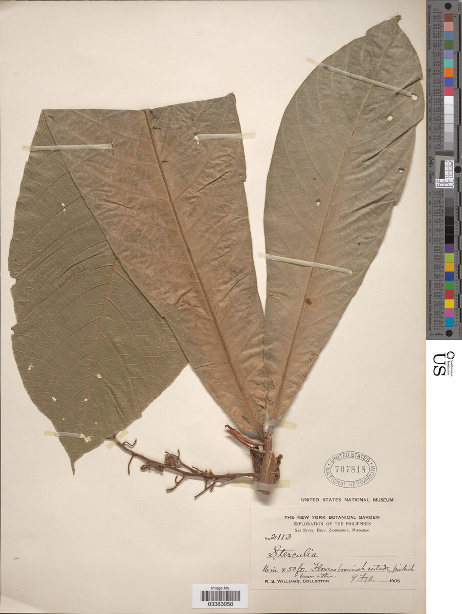 Sterculia spatulata — photo