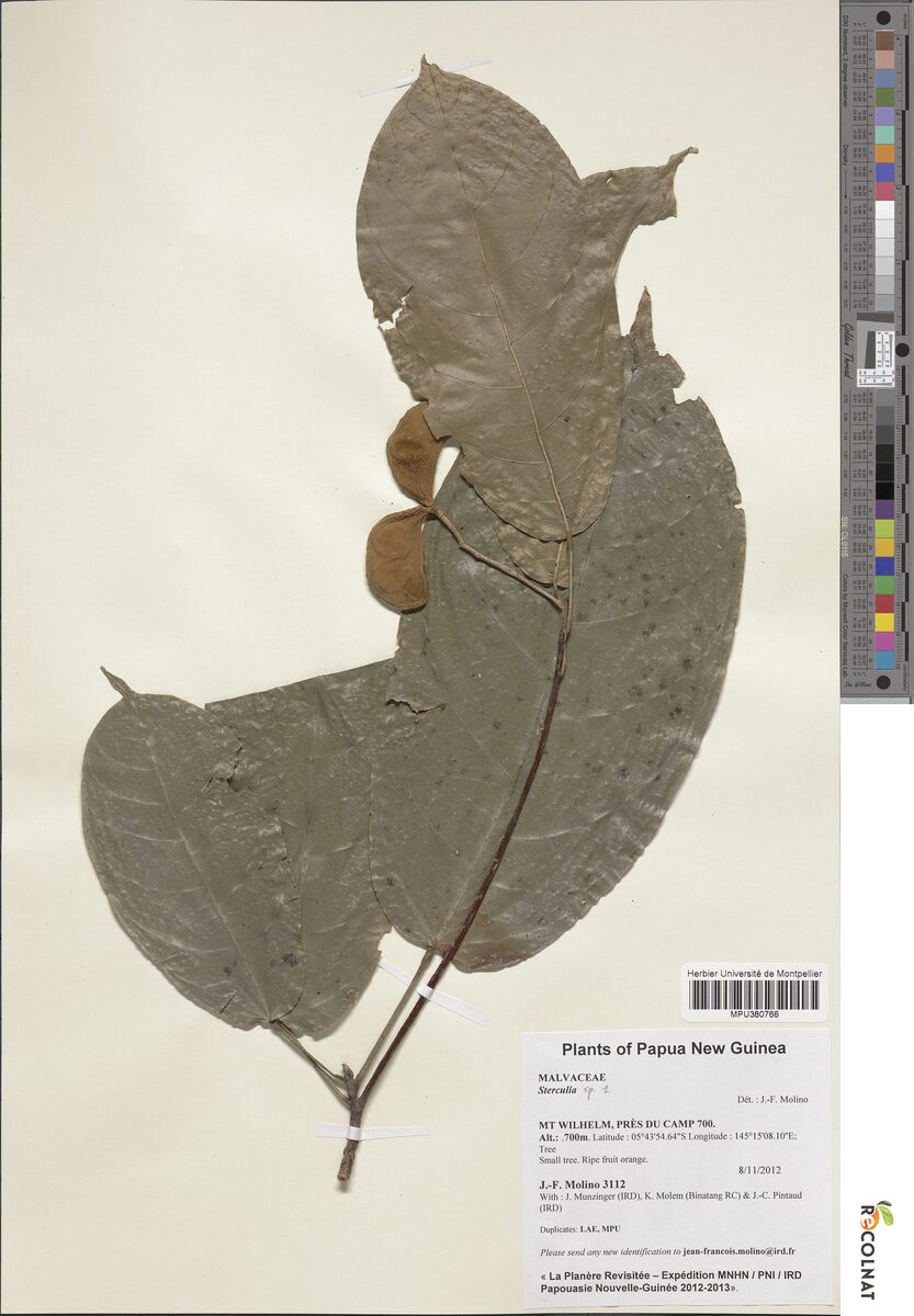 Sterculia tantraensis — photo